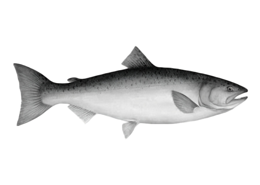 Illustration of a fish on white background.