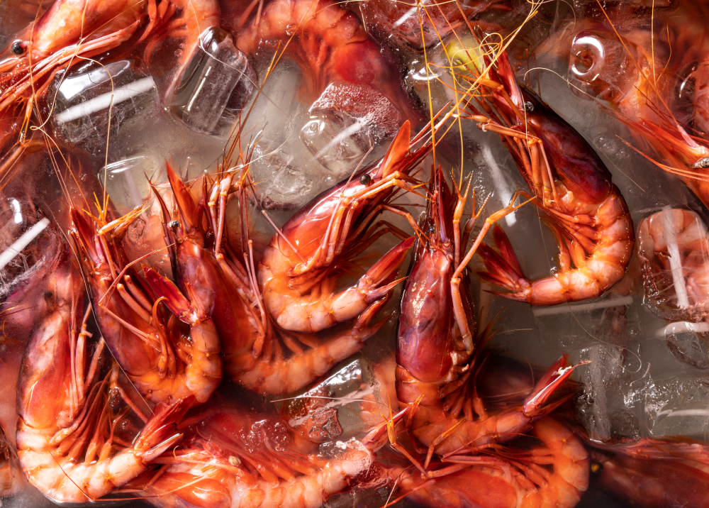 Fresh cooked shrimp on ice, ready to serve.