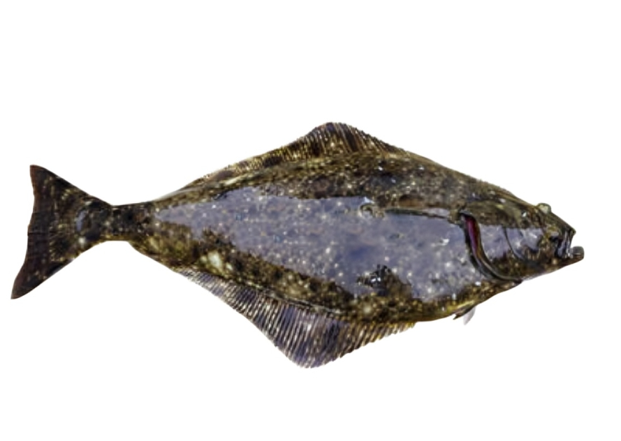 Flatfish with mottled brown and white pattern.