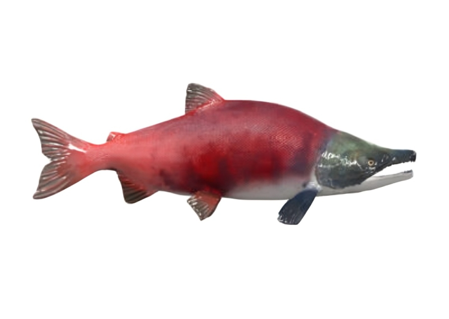 Red fish with greenish head and fins.
