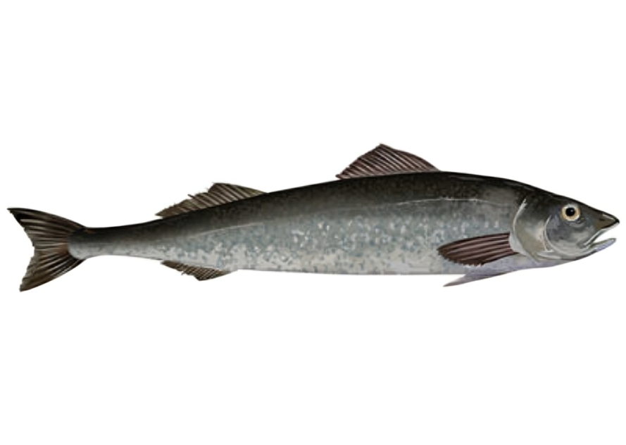 Illustration of a kingklip fish on white.