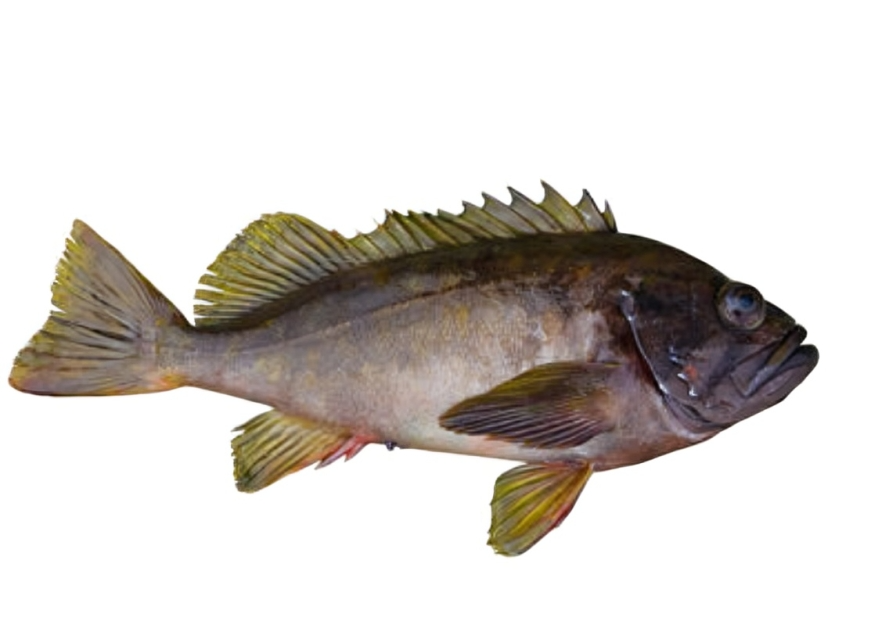 Brown fish with spiky dorsal fin.