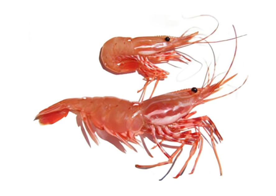 Two raw pink prawns on white background.